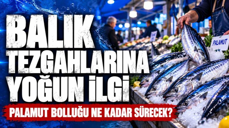 Sezon palamut bolluğu ile başladı