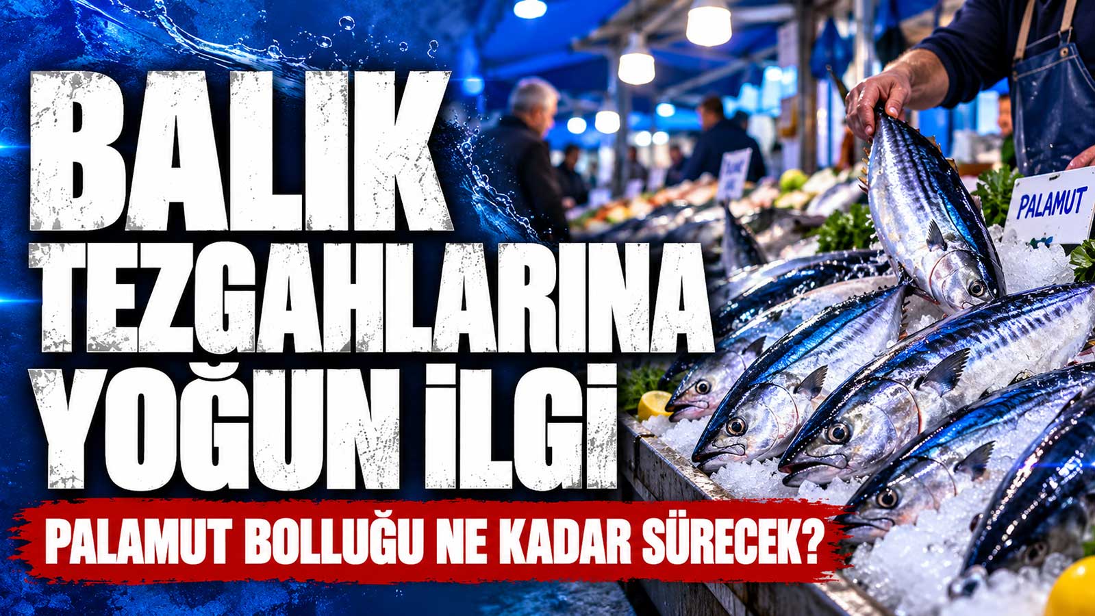 Sezon palamut bolluğu ile başladı